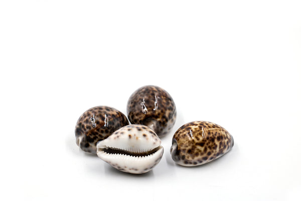 Brown and Beige Spotted Tiger Cowrie Shell